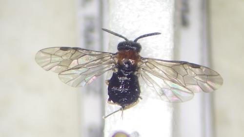 Réf. 273 369 : Eutomostethus ephippium